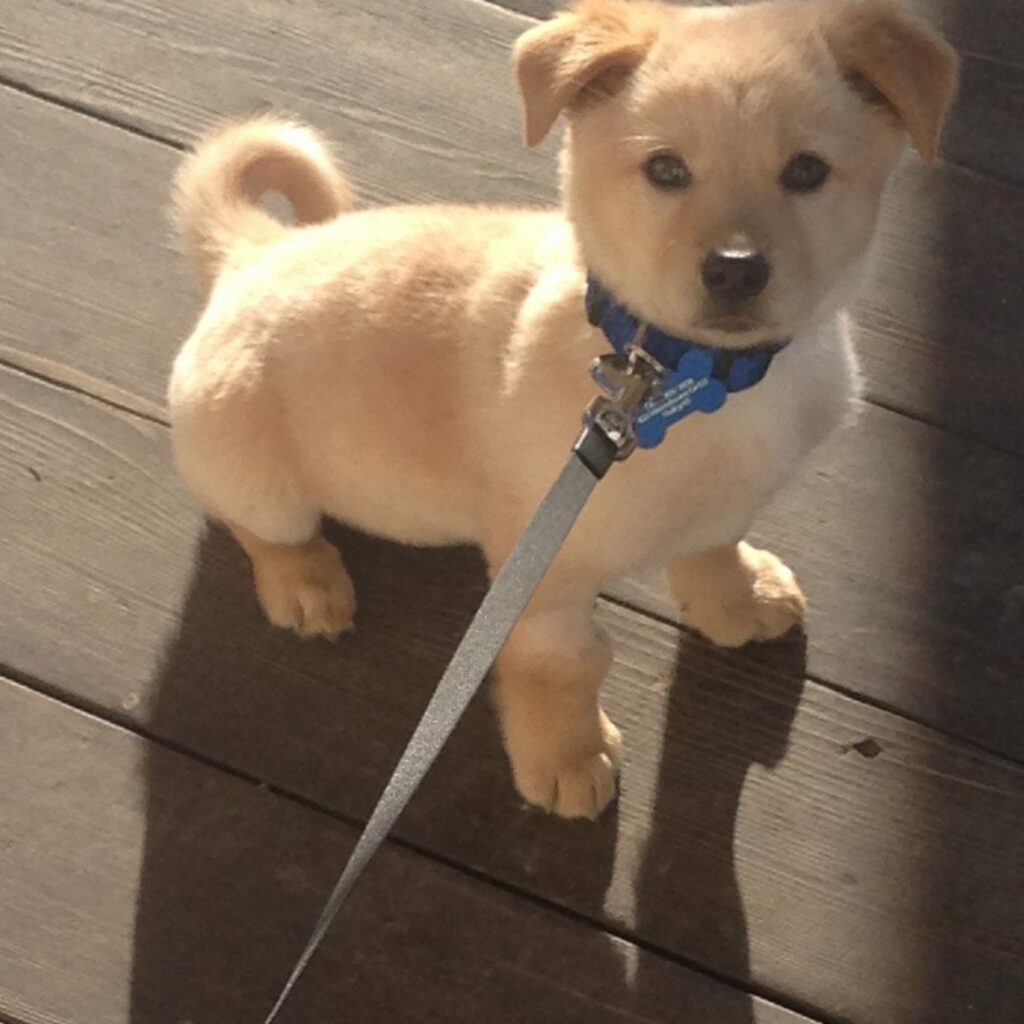 A small golden puppy looking up at the camera while leashed