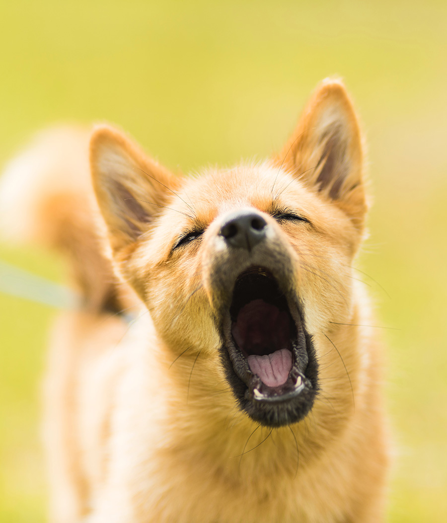 Dog Barking, Mountain Humane Training Tips