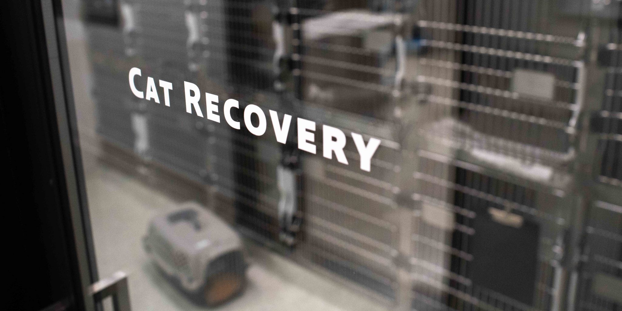 Door with a window that has white text printed on it reading "Cat Recovery"