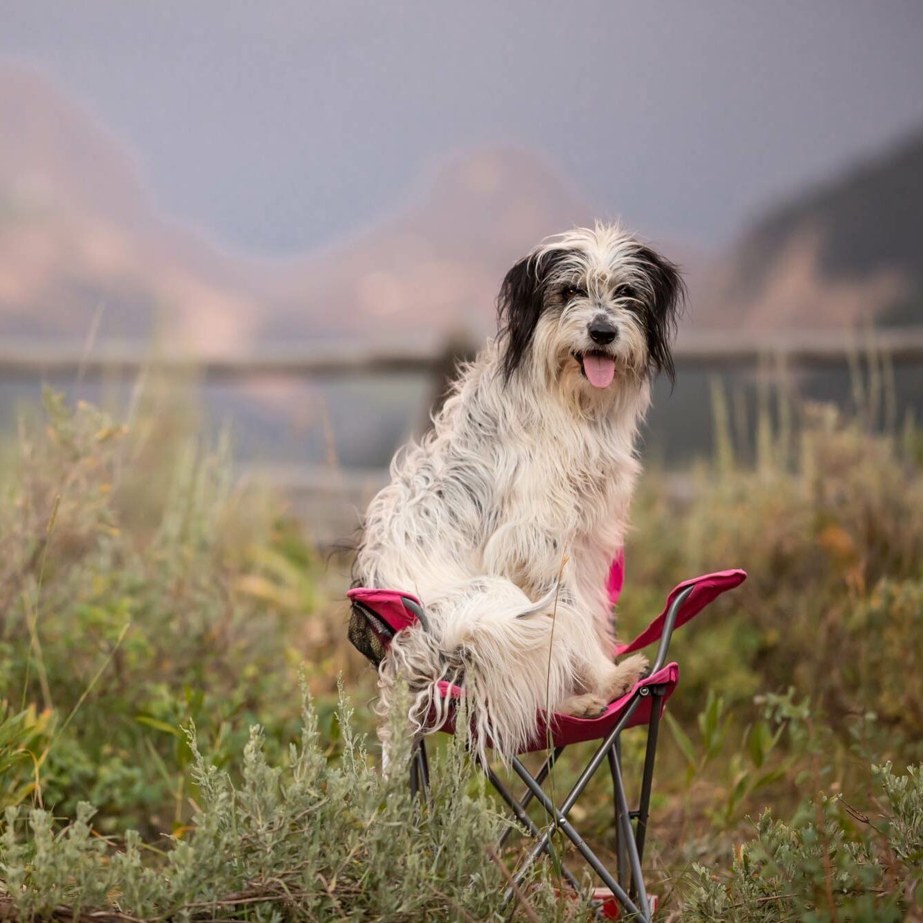 Dog sitting on a fold out camping chair in a field of brush grass